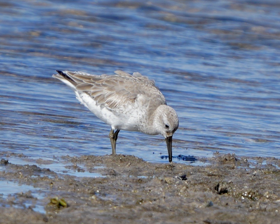Red Knot - ML614495927