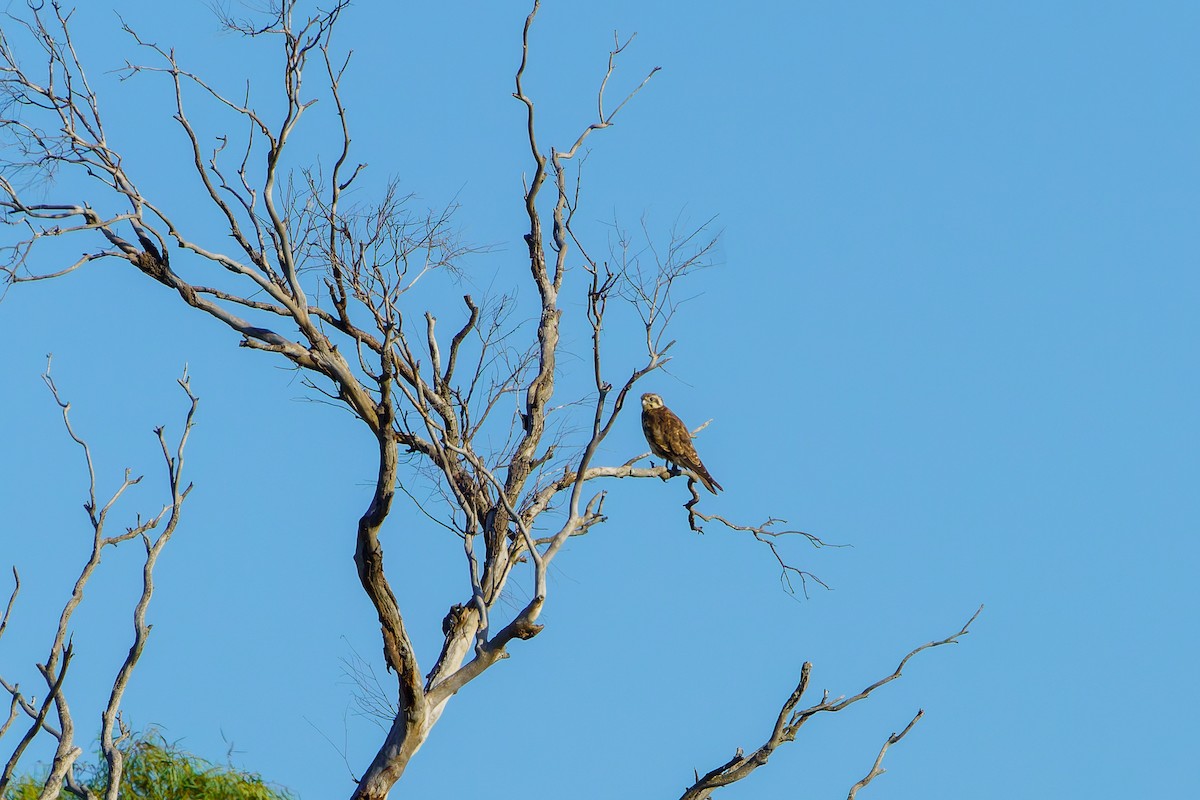 Brown Falcon - ML614495960