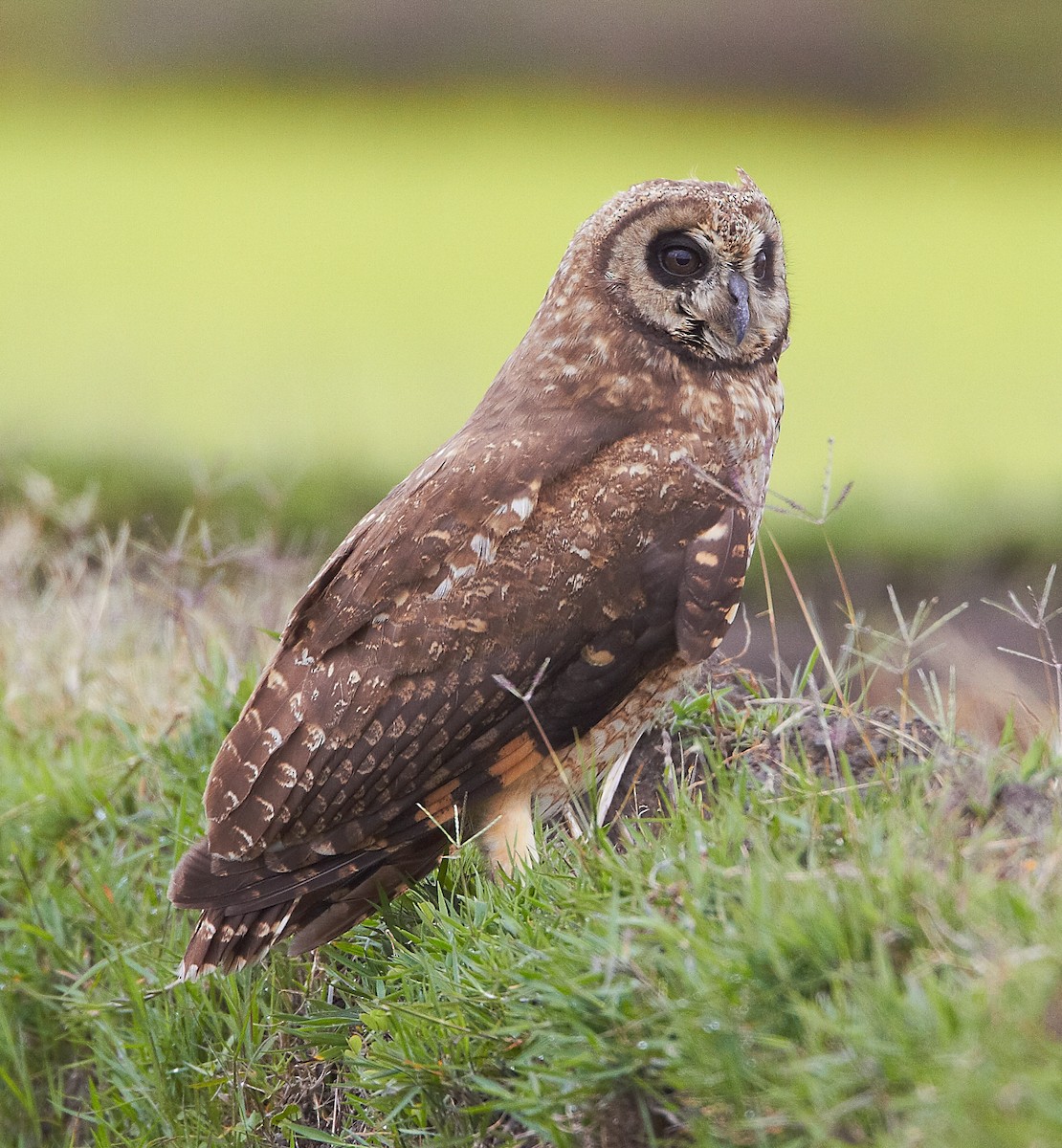 Marsh Owl - ML614496007