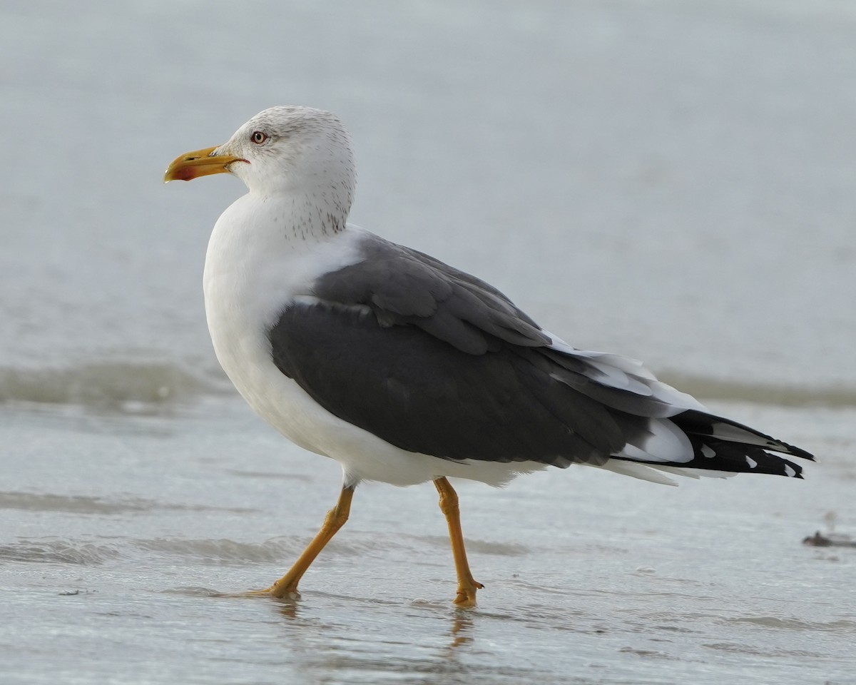 Бэсрэг цахлай - ML614496032