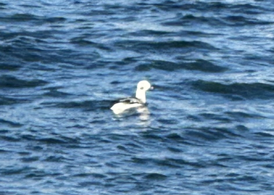 Long-tailed Duck - ML614496081