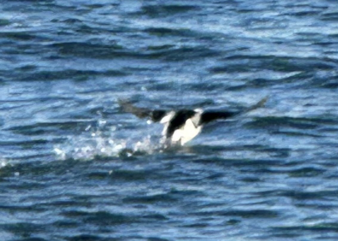 Long-tailed Duck - ML614496082