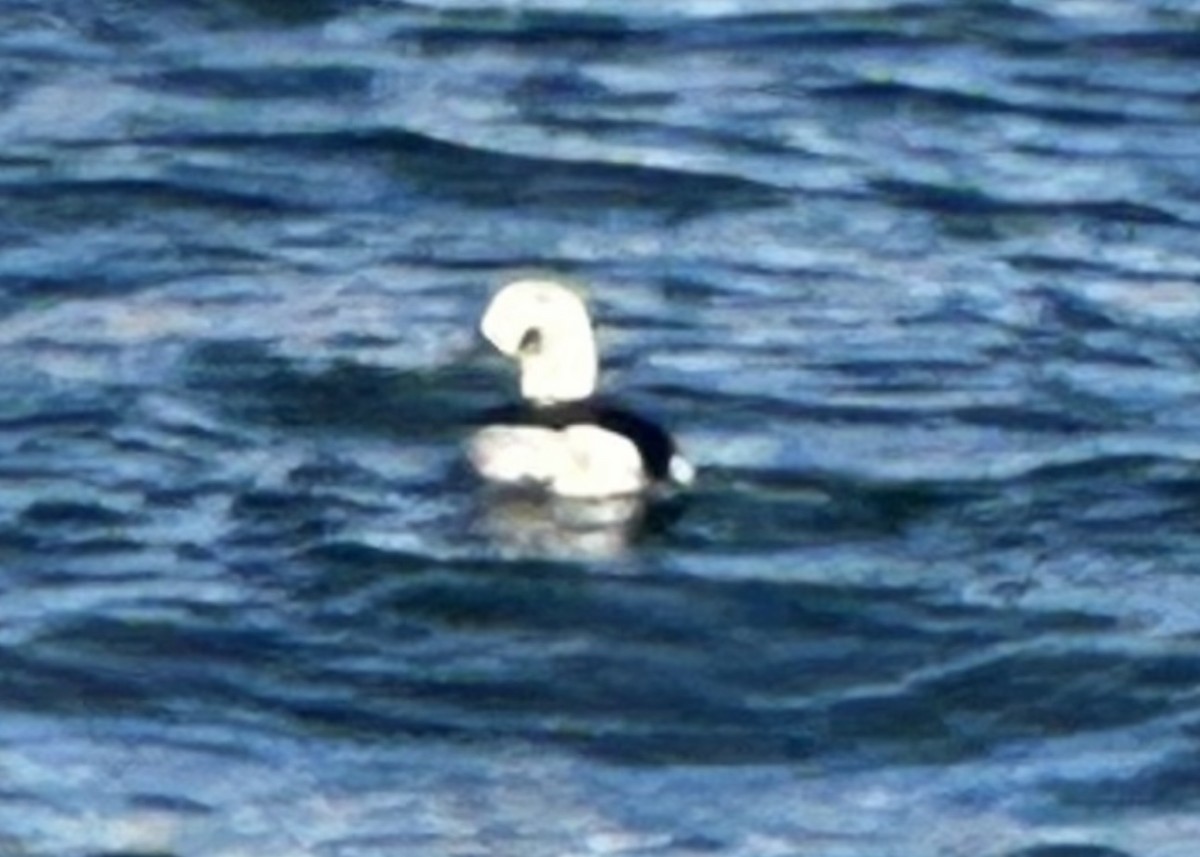 Long-tailed Duck - ML614496083