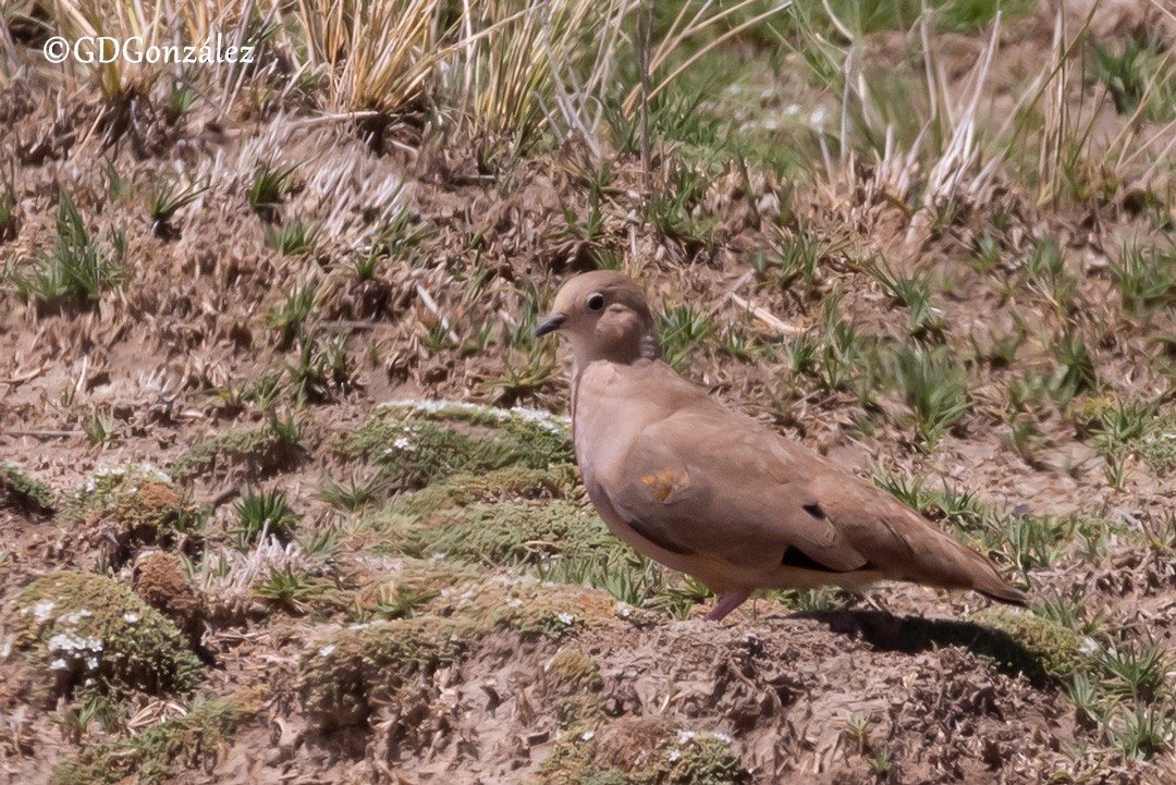Golden-spotted Ground Dove - ML614496097