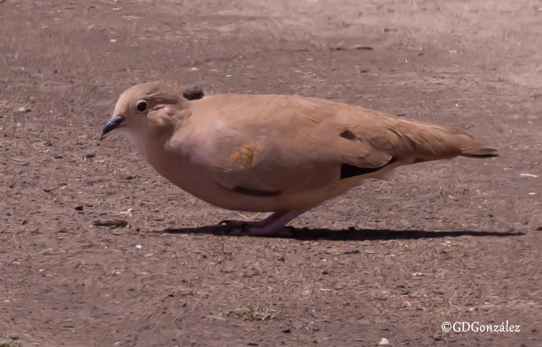 Golden-spotted Ground Dove - ML614496098