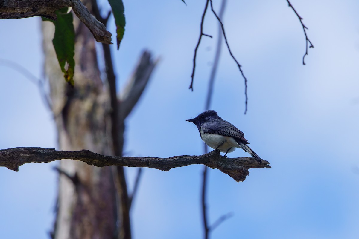 Leaden Flycatcher - ML614496104