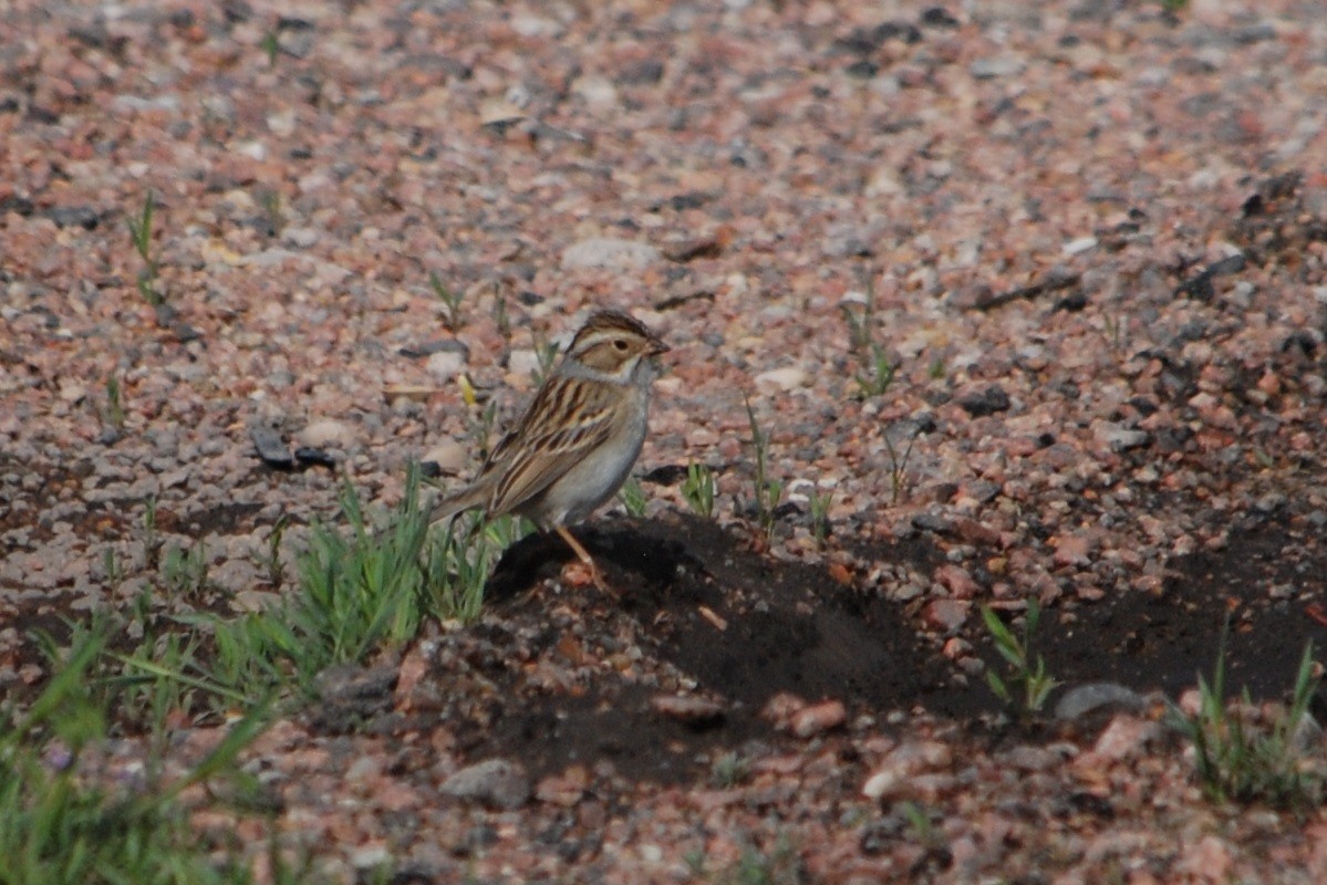 Clay-colored Sparrow - ML614496123