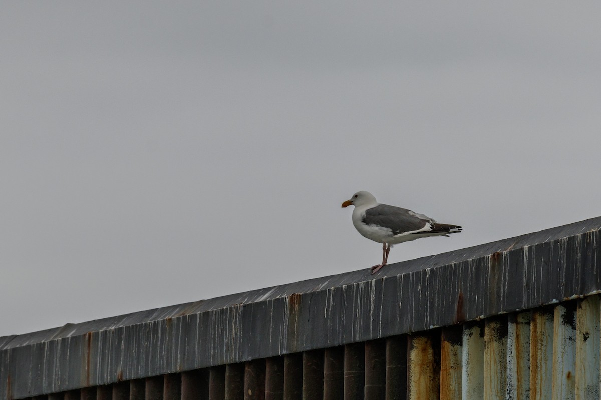 Western Gull - Cesar Romero