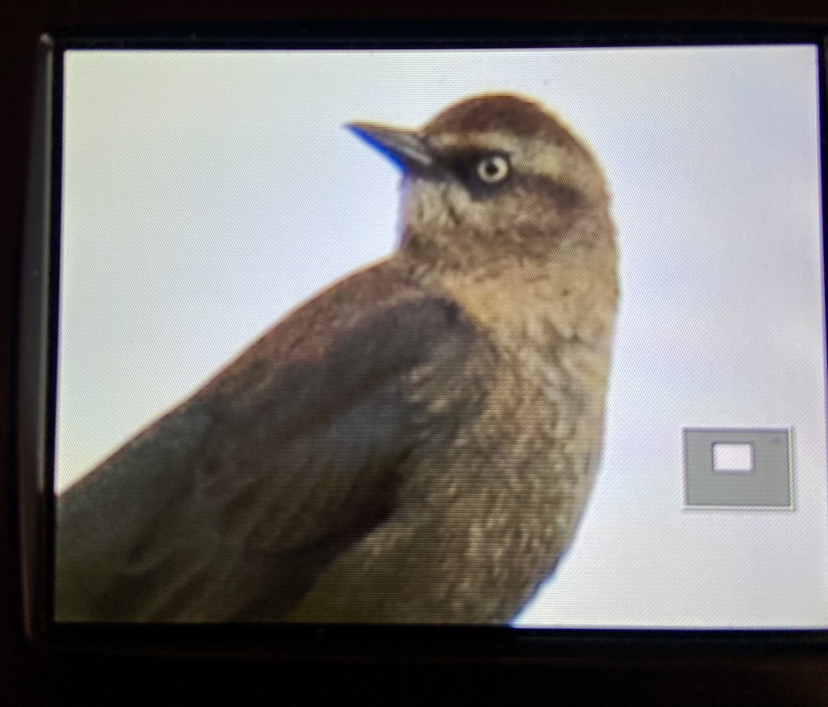 Rusty Blackbird - ML614496193