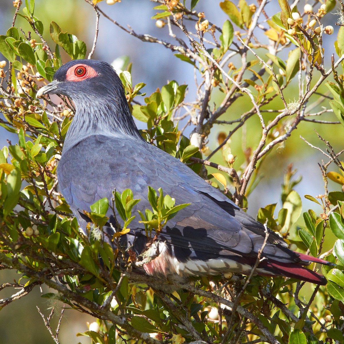 Madagaskar Mavi Güvercini - ML614496196