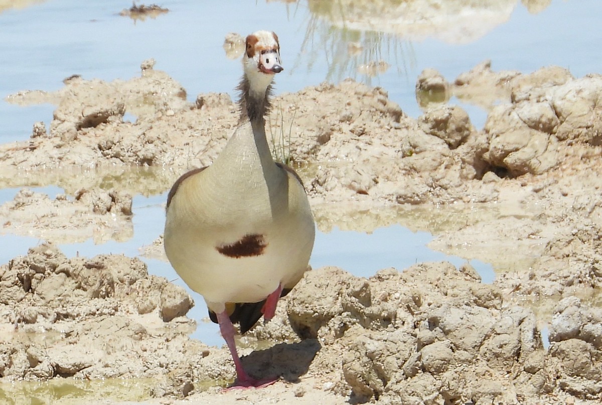 Egyptian Goose - ML614496530