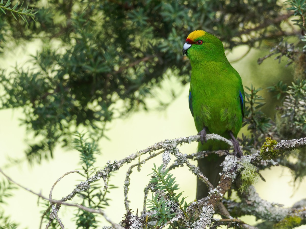 Yellow-crowned Parakeet - Nick Athanas