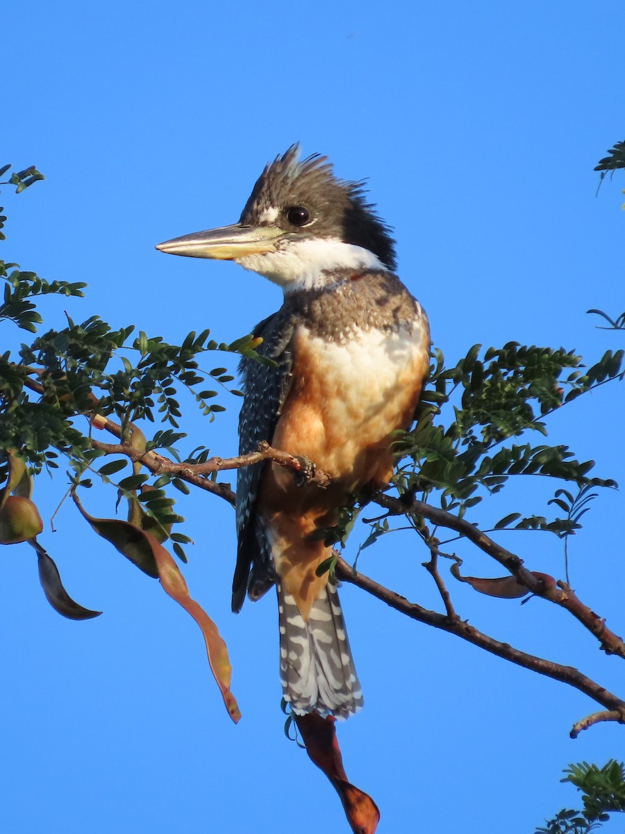 Ringed Kingfisher - ML614496604