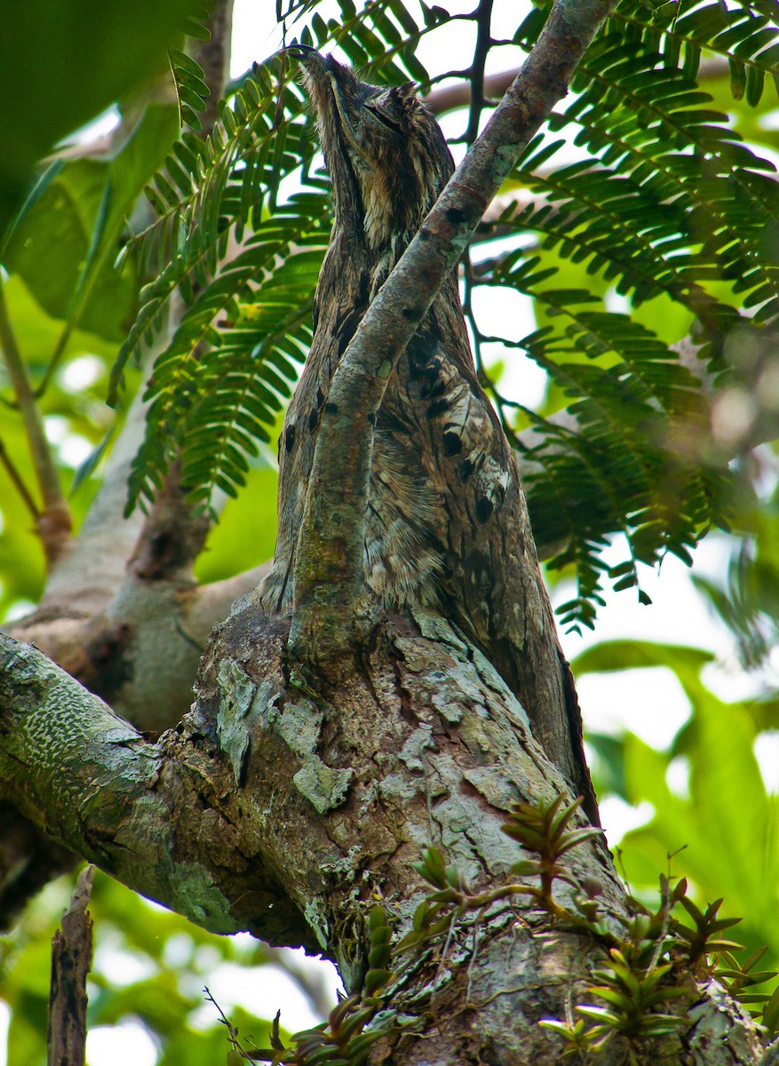 Long-tailed Potoo - ML614496692