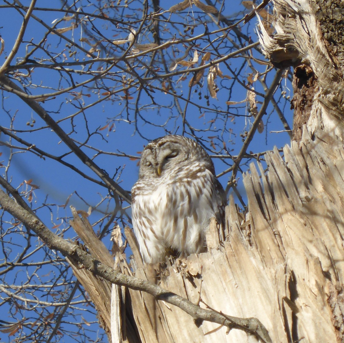 Barred Owl - ML614496702