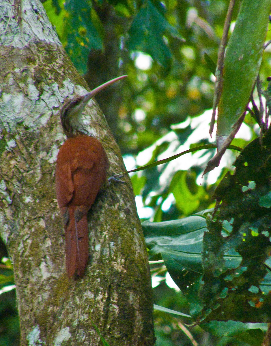 Long-billed Woodcreeper - Arden Anderson