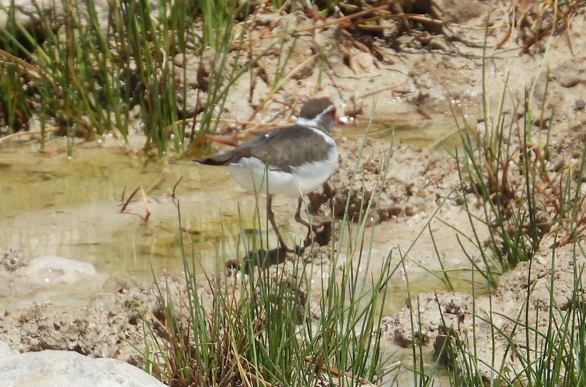 Three-banded Plover - ML614496764