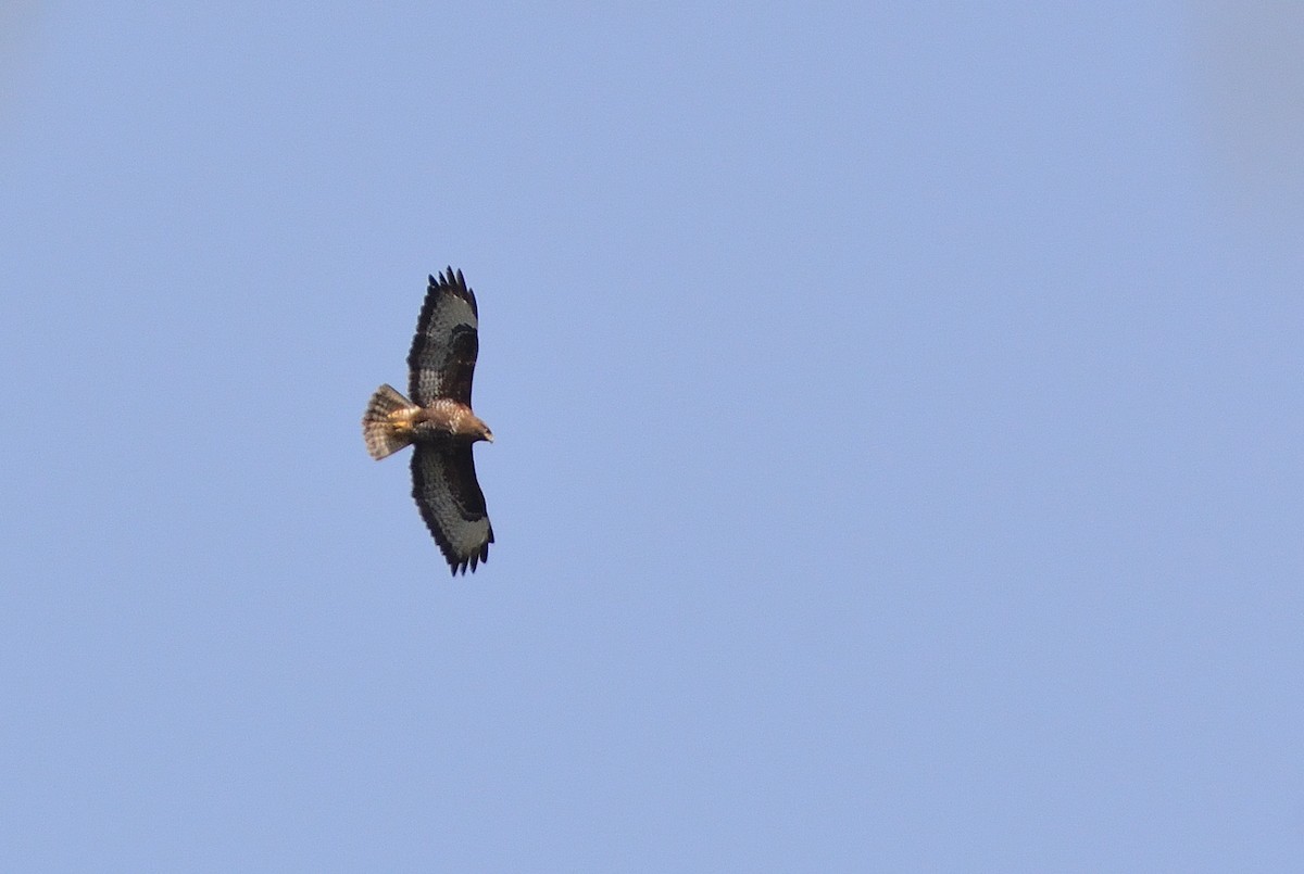 Common Buzzard - ML614496765