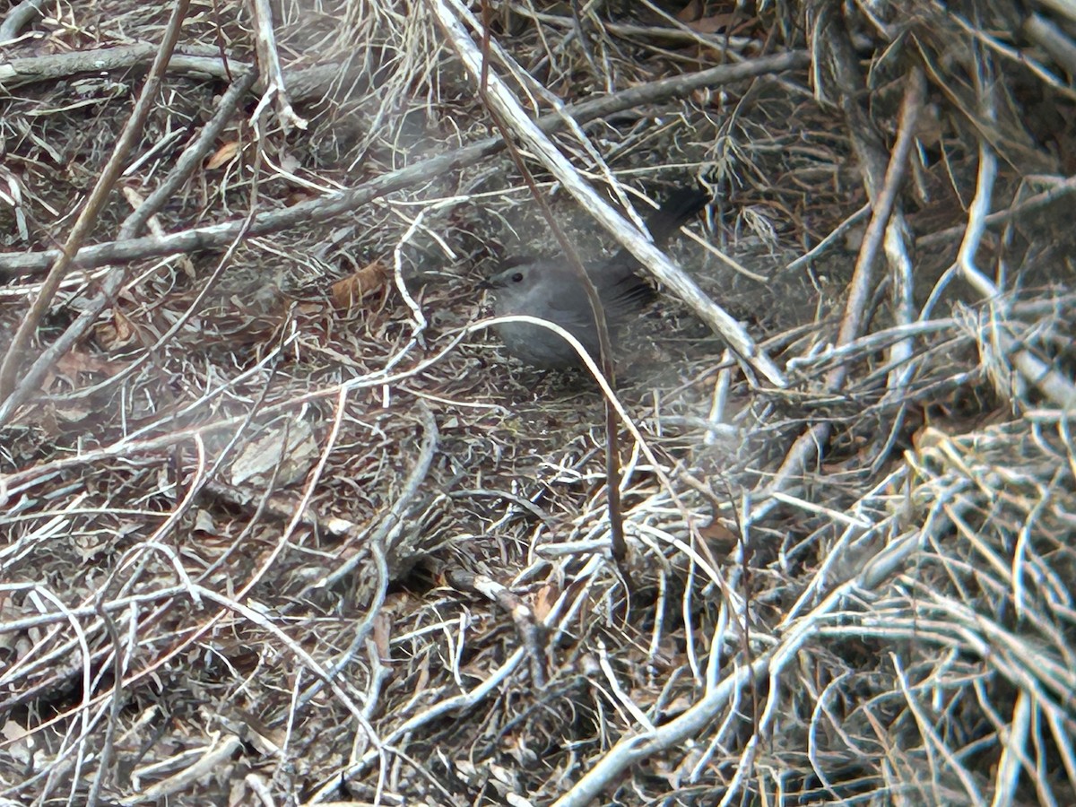 Gray Catbird - Riley Morris