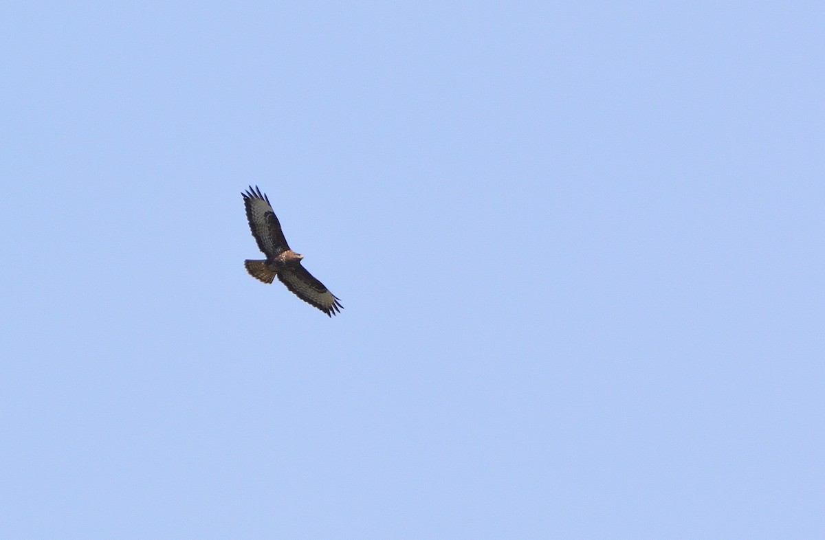 Common Buzzard - ML614496770