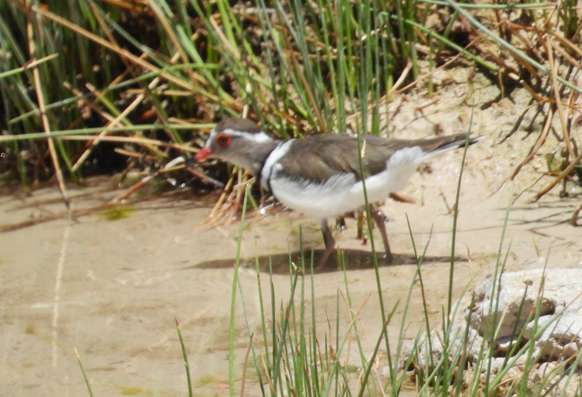 Three-banded Plover - ML614496810