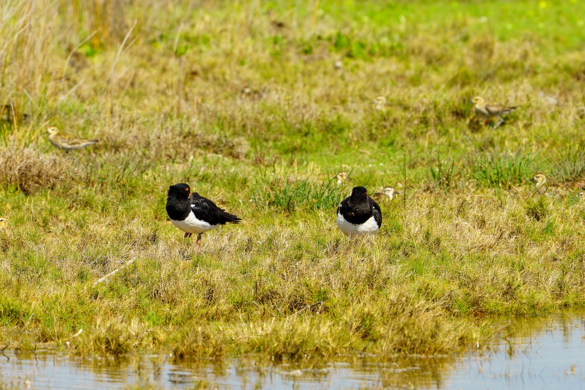 Pied Oystercatcher - James Churches