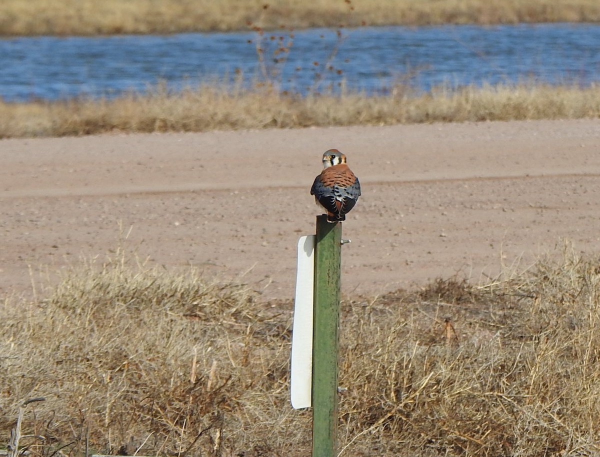 American Kestrel - ML614496819