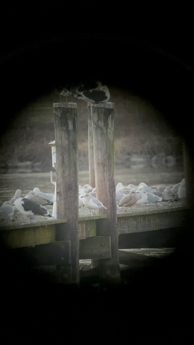 Glaucous-winged Gull - ML614496836