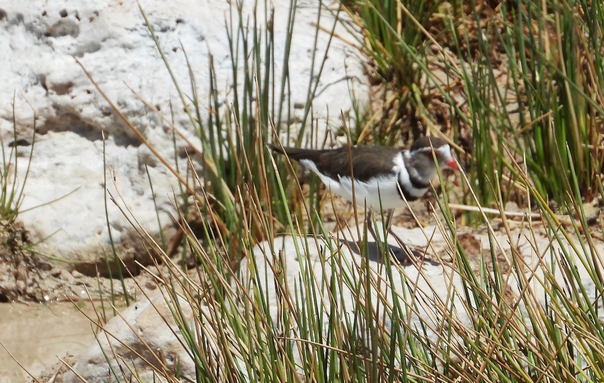 Three-banded Plover - ML614496853