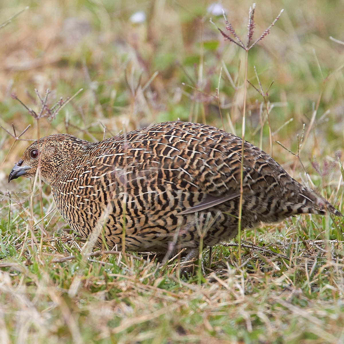 Madagascar Partridge - ML614496909