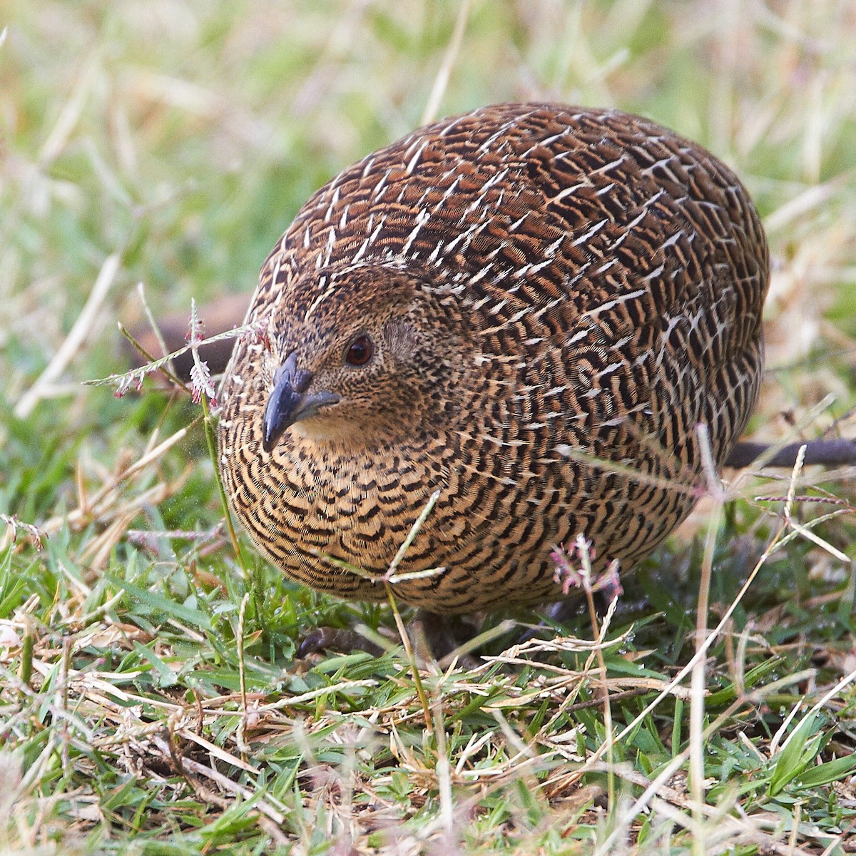 Madagascar Partridge - ML614496973