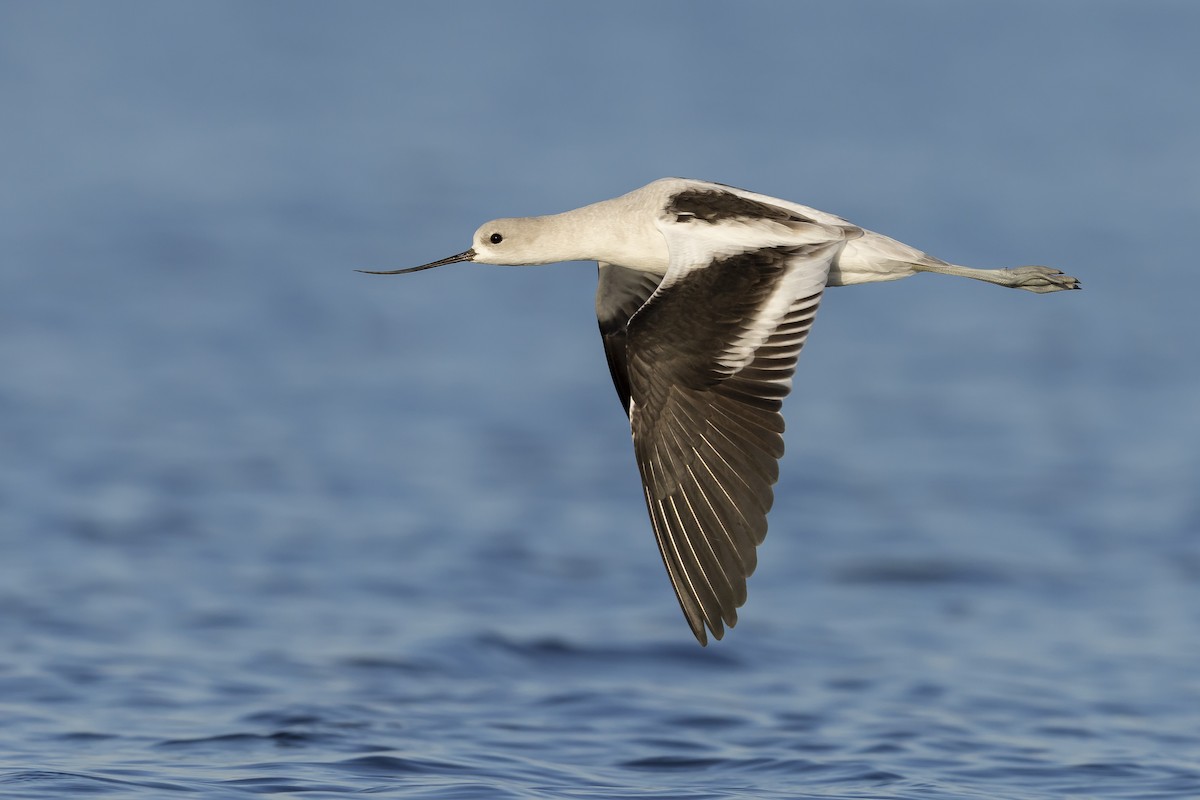 American Avocet - ML614497001