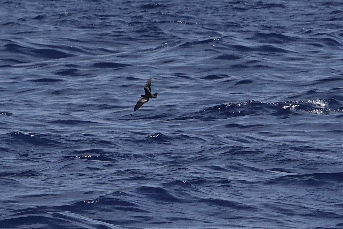 Black Storm-Petrel - Dave Williams