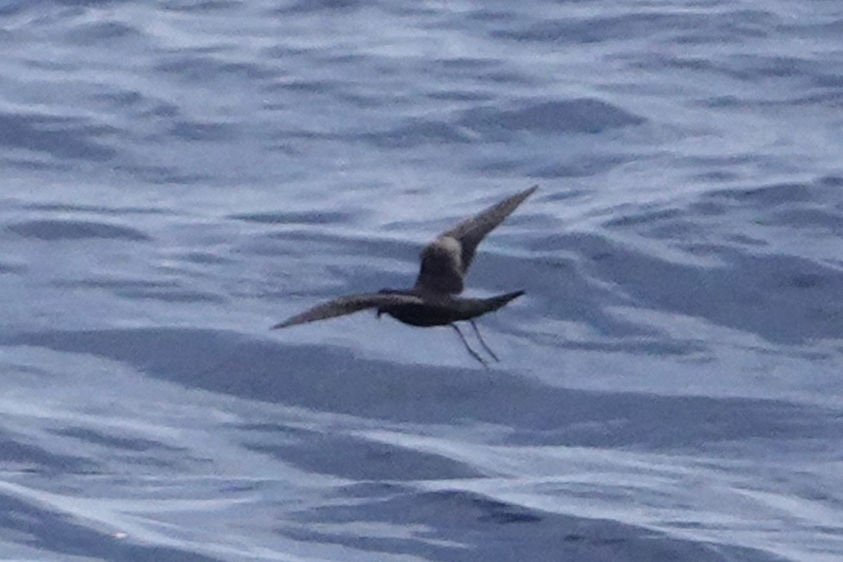 Black Storm-Petrel - Dave Williams