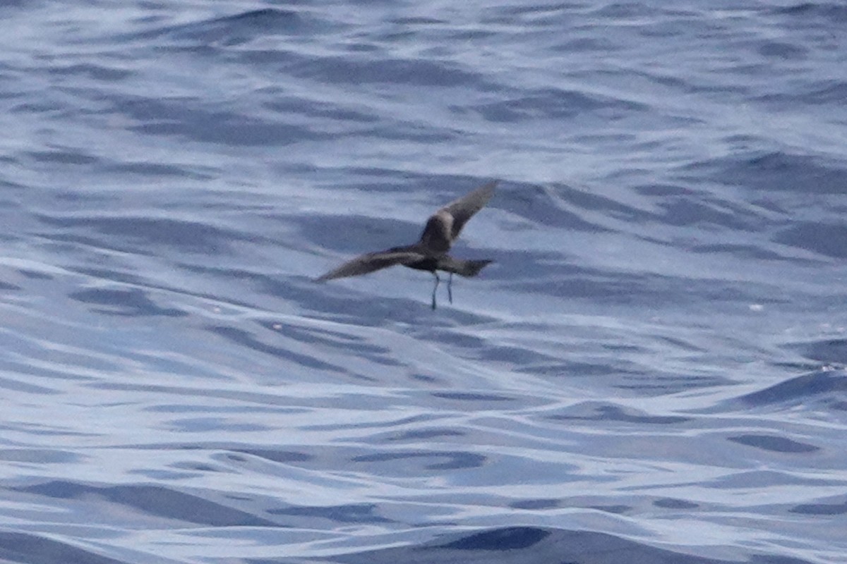 Black Storm-Petrel - Dave Williams