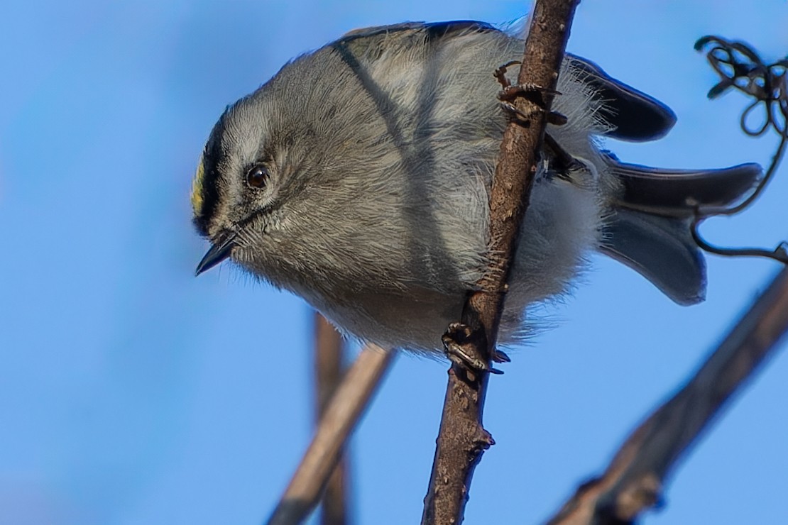 Golden-crowned Kinglet - ML614497055