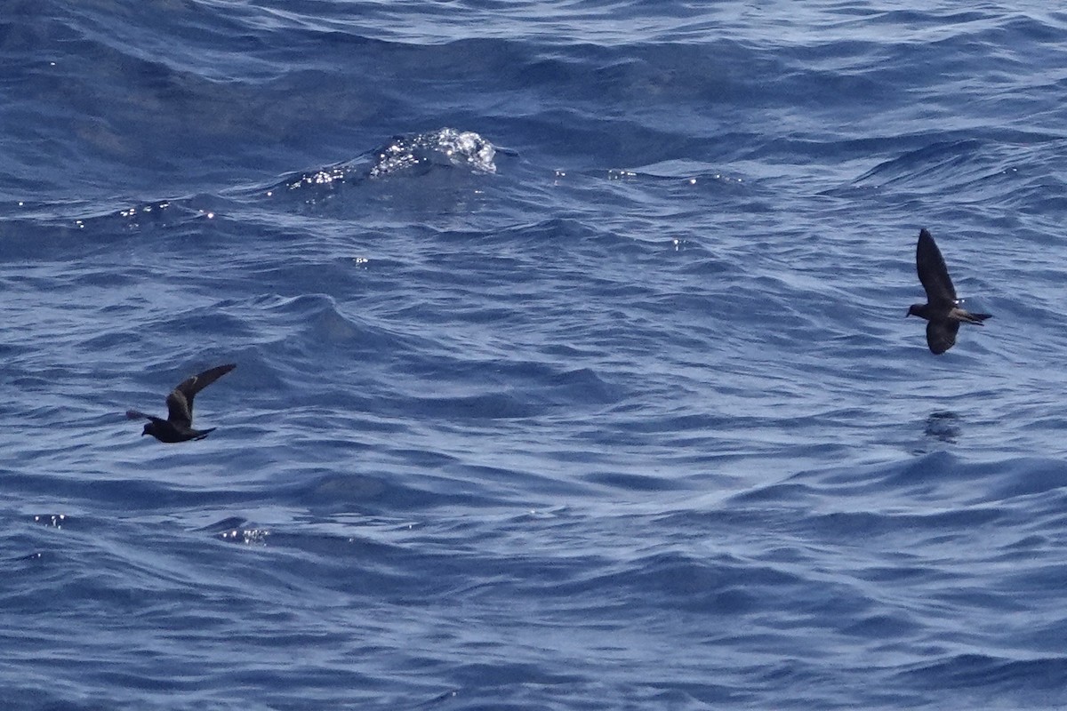 Black Storm-Petrel - Dave Williams