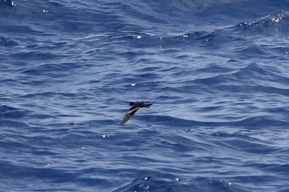 Black Storm-Petrel - Dave Williams