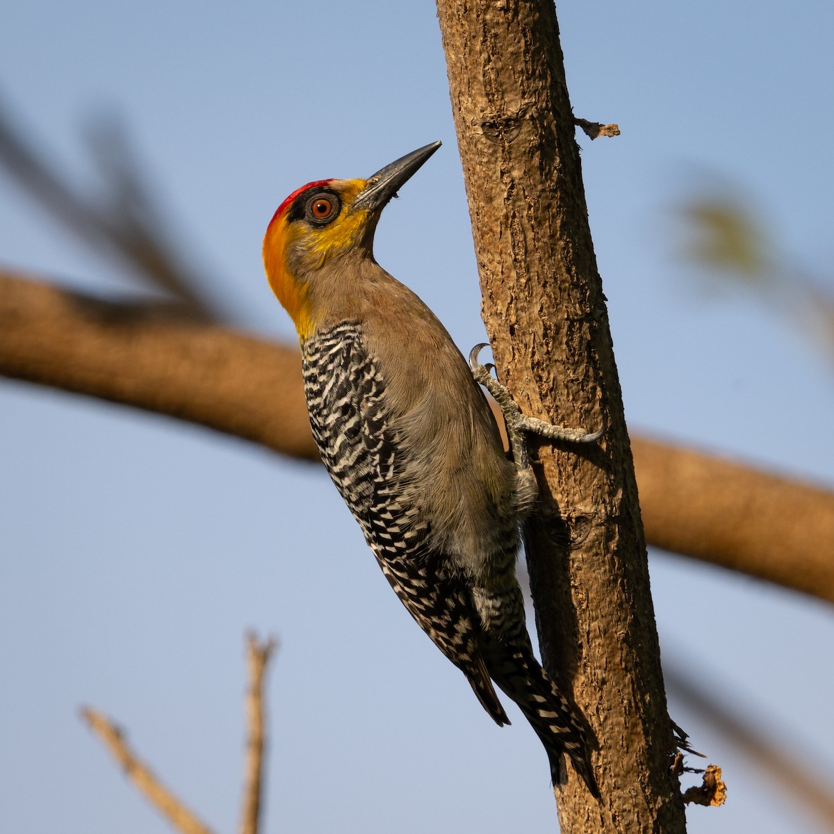 Golden-cheeked Woodpecker - Mathurin Malby