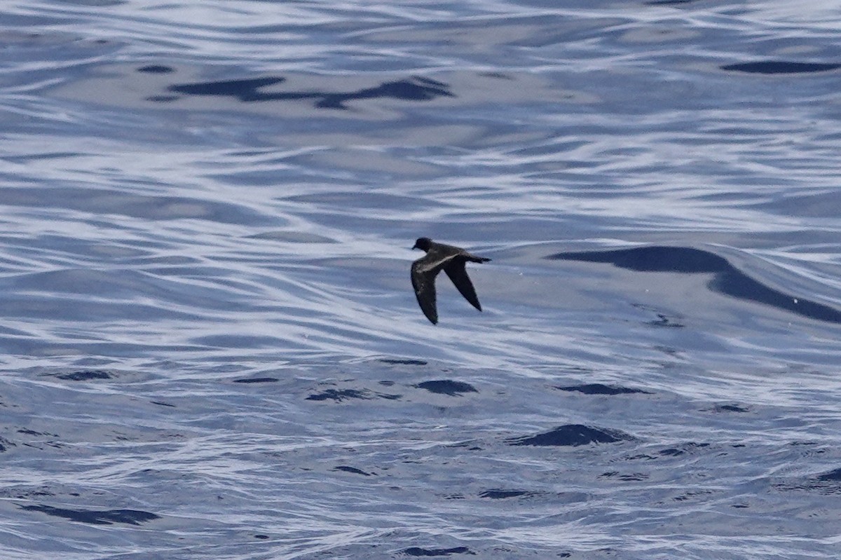 Black Storm-Petrel - Dave Williams