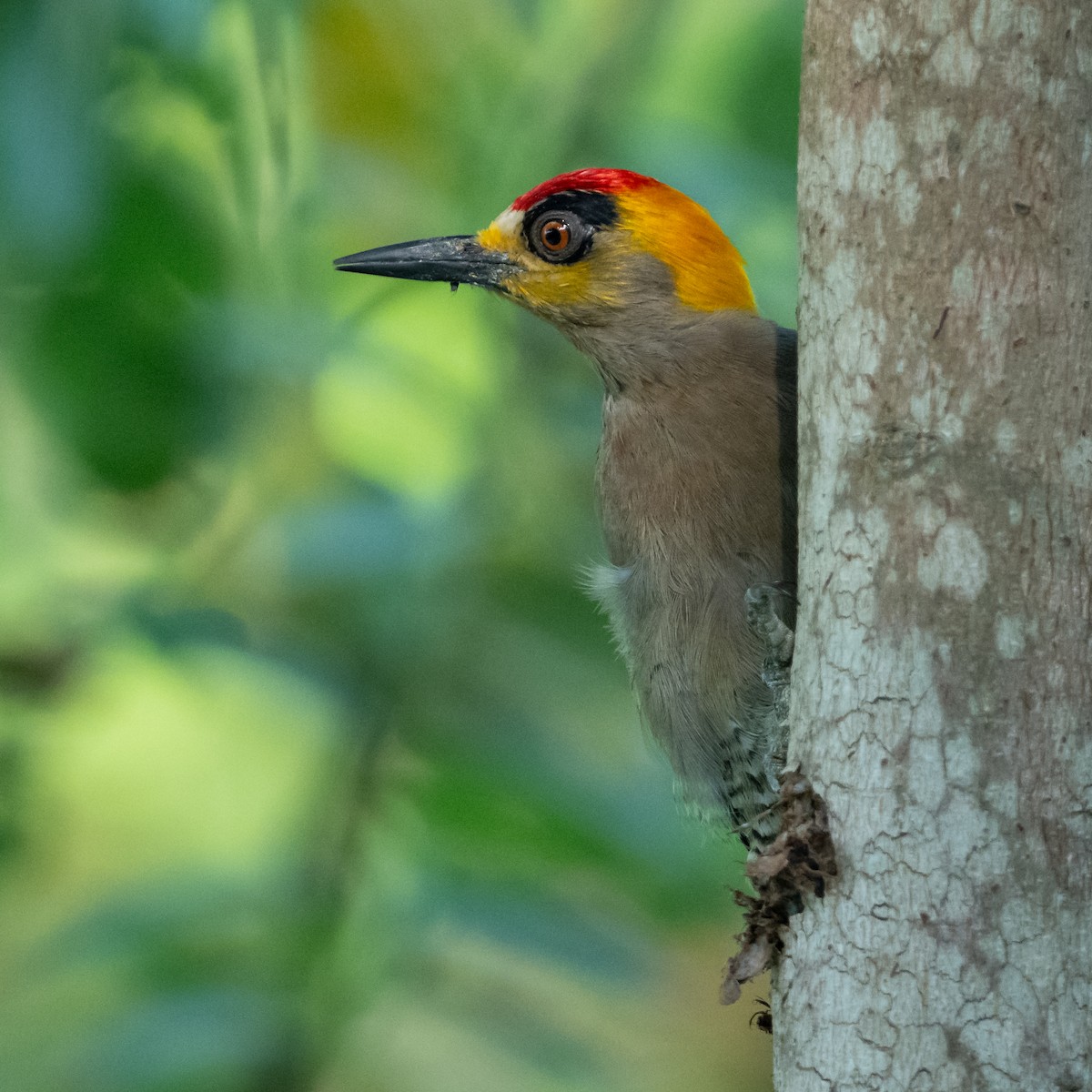 Golden-cheeked Woodpecker - Mathurin Malby