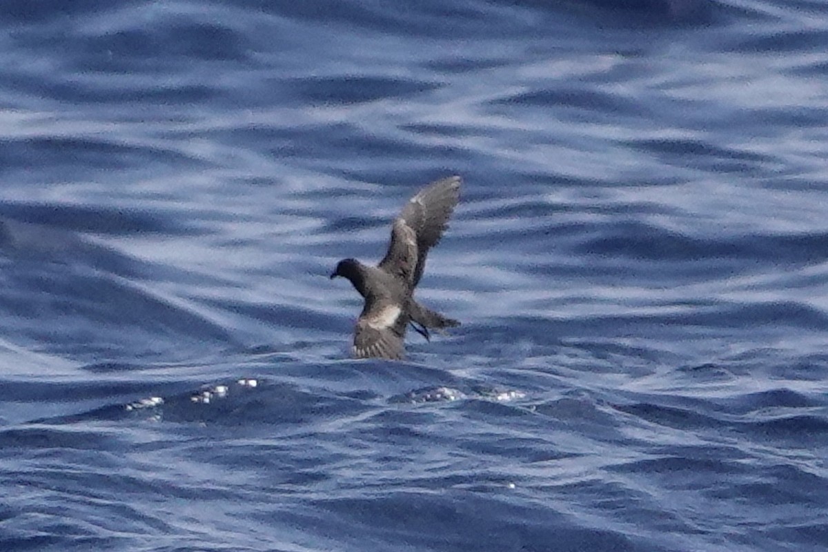 Black Storm-Petrel - Dave Williams