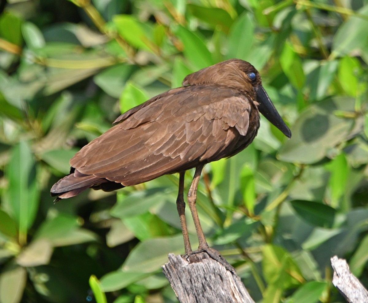 Hamerkop - ML614497093