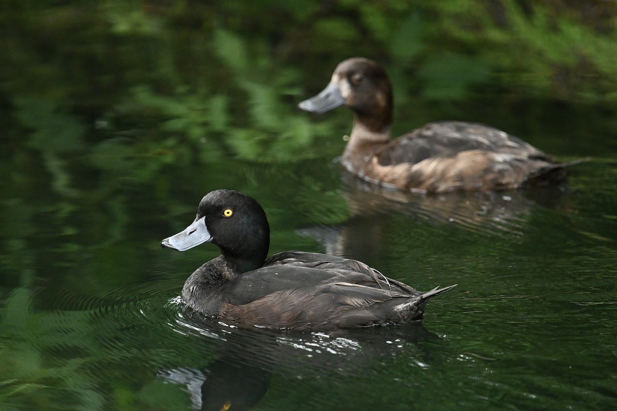 New Zealand Scaup - ML614497097