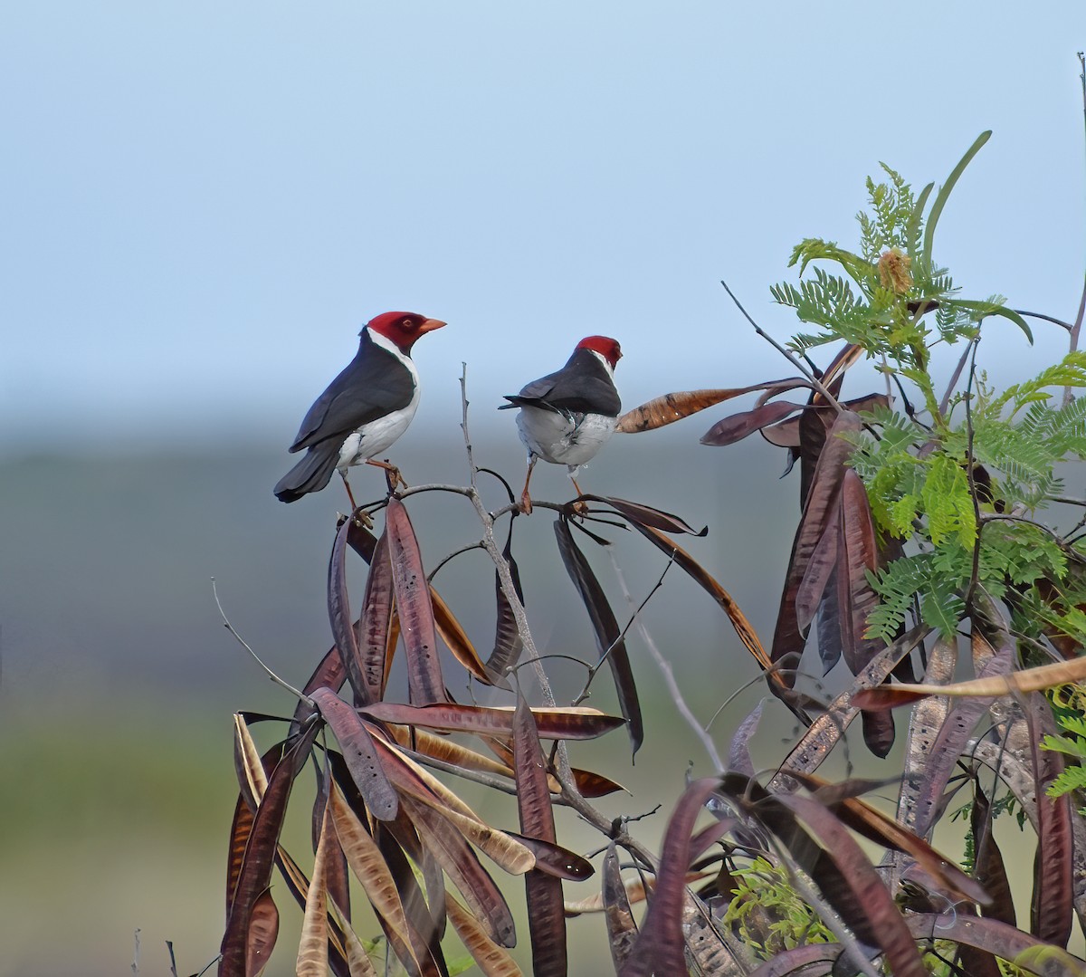 Yellow-billed Cardinal - ML614497100