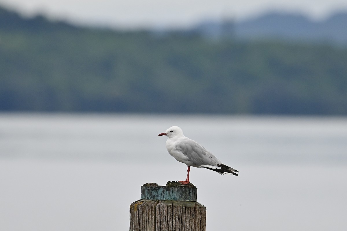 Silver Gull - ML614497104