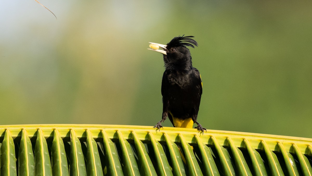 Yellow-winged Cacique - Mathurin Malby