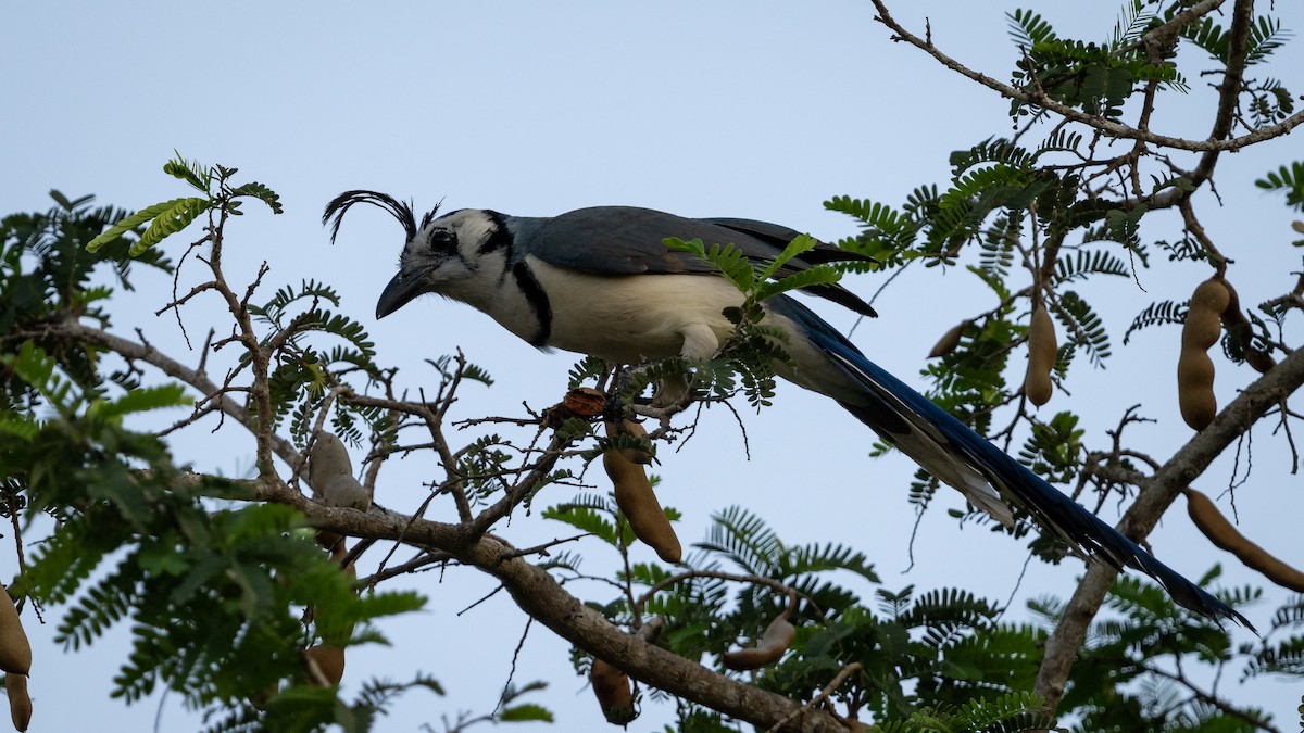 White-throated Magpie-Jay - Mathurin Malby