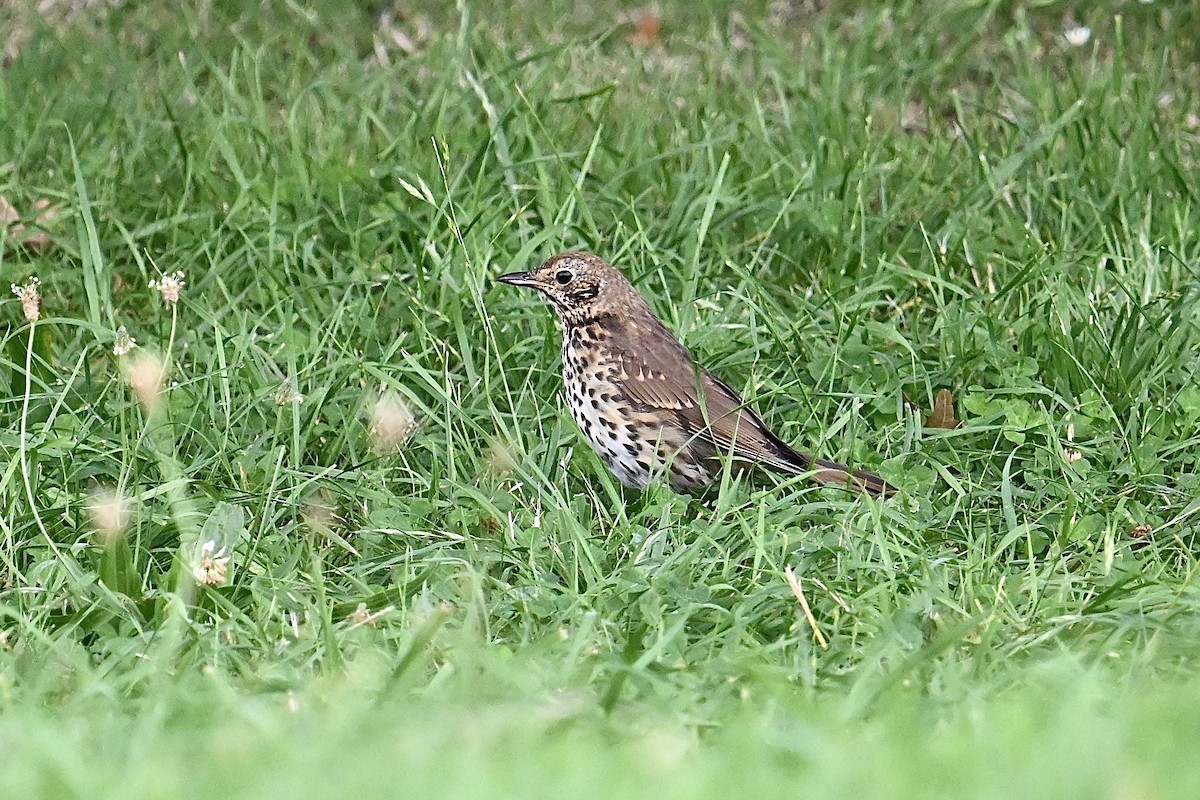 Song Thrush - ML614497123