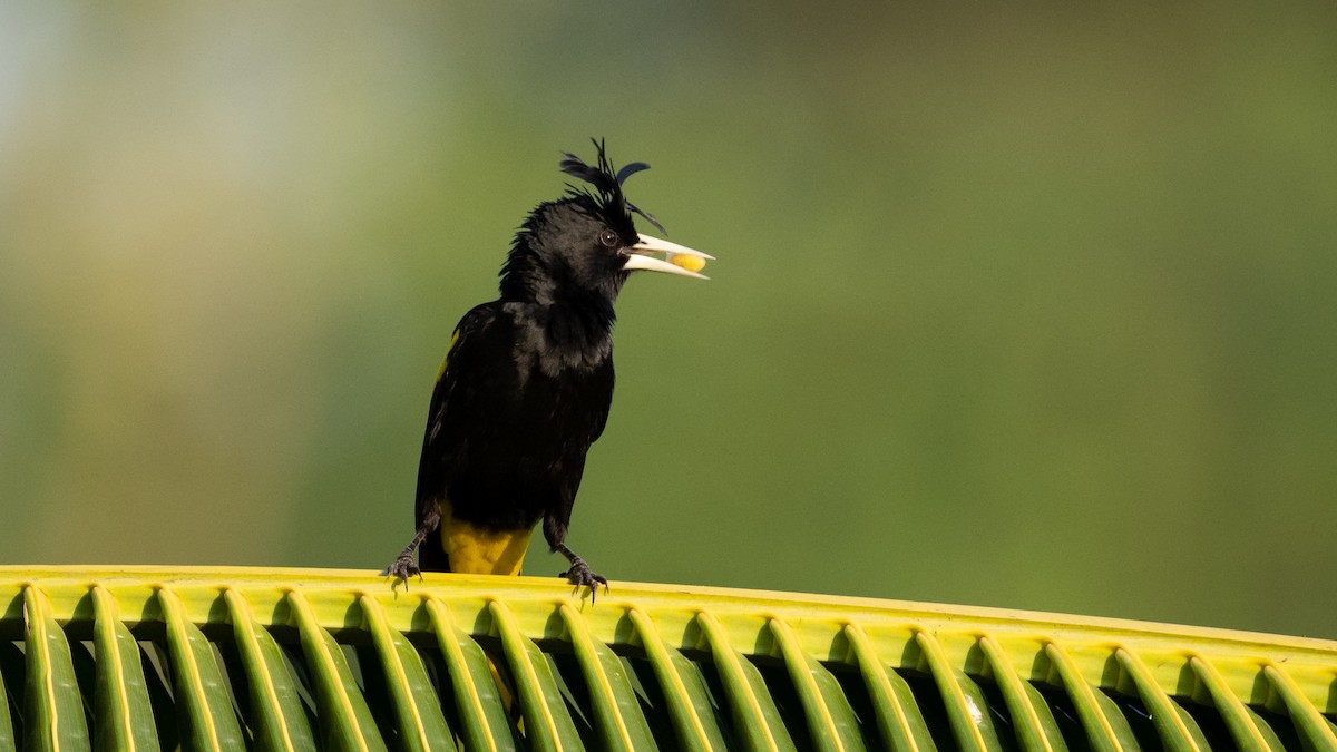 Yellow-winged Cacique - Mathurin Malby